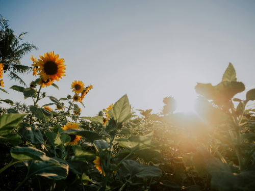 Trouwauto huren roosendaal