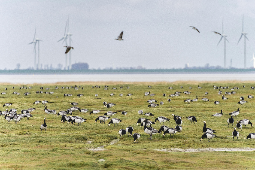 oldtimer huren bergen op zoom